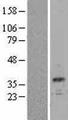 CALB1 / Calbindin Protein - Western validation with an anti-DDK antibody * L: Control HEK293 lysate R: Over-expression lysate