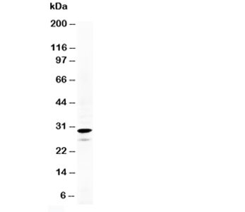 CALB2 / Calretinin Antibody - Western blot testing of Calretinin antibody and HeLa cell lysate. Expected/observed size ~29KD