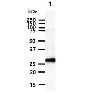 CALB2 / Calretinin Antibody - The cell and tissue lysate (40ug) were resolved by SDS-PAGE, transferred to PVDF membrane and probed with anti-human CALB2 antibody (1:500). Proteins were visualized using a goat anti-mouse secondary antibody conjugated to HRP and an ECL detection system. Lane 1.: Mouse brain lysate