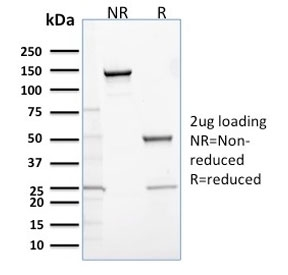 CALB2 / Calretinin Antibody - SDS-PAGE analysis of purified, BSA-free Calbindin 2 antibody (clone CALB2/2685) as confirmation of integrity and purity.