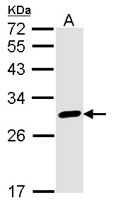 CALB2 / Calretinin Antibody - Sample (30 ug of whole cell lysate). A: A431. 12% SDS PAGE. Calretinin antibody. CALB2 antibody diluted at 1:1000. 
