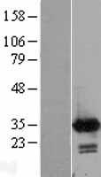 CALB2 / Calretinin Protein - Western validation with an anti-DDK antibody * L: Control HEK293 lysate R: Over-expression lysate