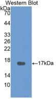 CALCA Antibody - Western Blot;Sample: Recombinant CT, Human.