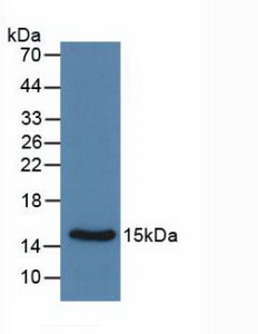 CALCA Antibody - Western Blot; Sample: Recombinant Calcitonin, Rat.