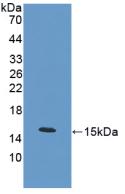 CALCA Antibody - Western Blot; Sample: Recombinant PCT, Mouse.