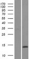 CALCB Protein - Western validation with an anti-DDK antibody * L: Control HEK293 lysate R: Over-expression lysate