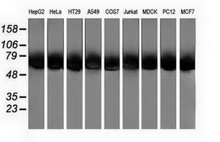 CALCOCO2 Antibody - Western blot of extracts (35ug) from 9 different cell lines by using anti-CALCOCO2 monoclonal antibody.