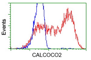 CALCOCO2 Antibody - HEK293T cells transfected with either overexpress plasmid (Red) or empty vector control plasmid (Blue) were immunostained by anti-CALCOCO2 antibody, and then analyzed by flow cytometry.