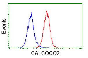 CALCOCO2 Antibody - Flow cytometry of HeLa cells, using anti-CALCOCO2 antibody (Red), compared to a nonspecific negative control antibody (Blue).