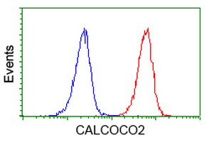 CALCOCO2 Antibody - Flow cytometry of Jurkat cells, using anti-CALCOCO2 antibody (Red), compared to a nonspecific negative control antibody (Blue).