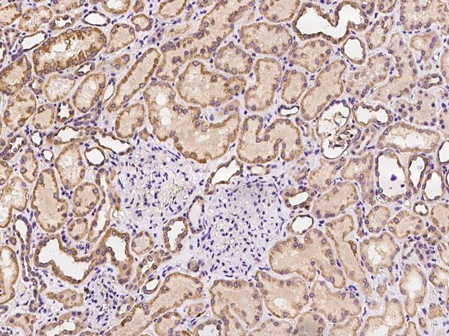 CALCOCO2 Antibody - Immunochemical staining of human CALCOCO2 in human kidney with rabbit polyclonal antibody at 1:100 dilution, formalin-fixed paraffin embedded sections.