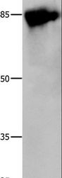 CALD1 / Caldesmon Antibody - Western blot analysis of 293T cell, using CALD1 Polyclonal Antibody at dilution of 1:800.