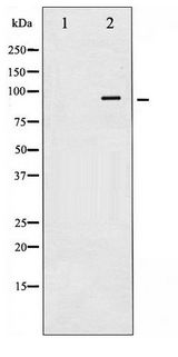 CALD1 / Caldesmon Antibody - Western blot of Caldesmon expression in EGF treated HeLa whole cell lysates,The lane on the left is treated with the antigen-specific peptide.
