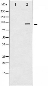 CALD1 / Caldesmon Antibody - Western blot analysis of Caldesmon expression in EGF treated HeLa whole cells lysates. The lane on the left is treated with the antigen-specific peptide.