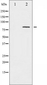 CALD1 / Caldesmon Antibody - Western blot analysis of Caldesmon phosphorylation expression in EGF treated HeLa whole cells lysates. The lane on the left is treated with the antigen-specific peptide.