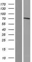 CALD1 / Caldesmon Protein - Western validation with an anti-DDK antibody * L: Control HEK293 lysate R: Over-expression lysate
