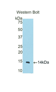 Calgizzarin / S100A11 Antibody - Western blot of recombinant Calgizzarin / S100A11.  This image was taken for the unconjugated form of this product. Other forms have not been tested.