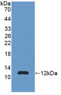 Calgizzarin / S100A11 Antibody - Western Blot; Sample: Recombinant S100A11, Human.