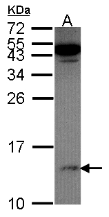 Calgizzarin / S100A11 Antibody - Sample (30 ug of whole cell lysate). A: Hela. 15% SDS PAGE. Calgizzarin / S100A11 antibody diluted at 1:500.