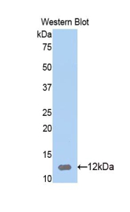 Calgizzarin / S100A11 Antibody - Western blot of recombinant Calgizzarin / S100A11.  This image was taken for the unconjugated form of this product. Other forms have not been tested.
