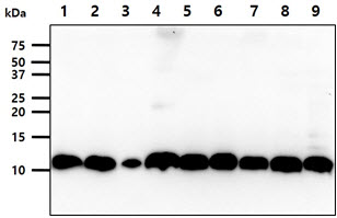 Calgizzarin / S100A11 Antibody - The cell lysates (40ug) were resolved by SDS-PAGE, transferred to PVDF membrane and probed with anti-human S100A11 antibody (1:1000). Proteins were visualized using a goat anti-mouse secondary antibody conjugated to HRP and an ECL detection system. Lane 1. : HeLa cell lysate Lane 2. : MCF7 cell lysate Lane 3. : PC3 cell lysate Lane 4. : HaCaT cell lysate Lane 5. : THP1 cell lysate Lane 6. : U87MG cell lysate Lane 7. : A427 cell lysate Lane 8. : SK-OV-3 cell lysate Lane 9. : A549 cell lysate