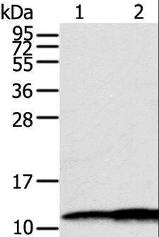 Calgizzarin / S100A11 Antibody - Western blot analysis of Hepg2 and A549 cell, using S100A11 Polyclonal Antibody at dilution of 1:600.