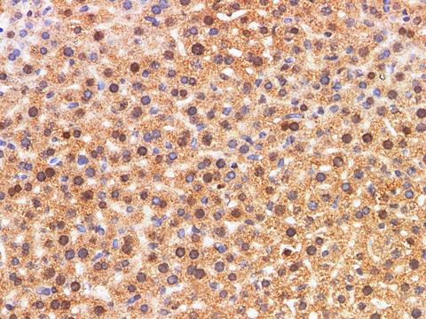 Calgizzarin / S100A11 Antibody - Immunohistochemistry of paraffin-embedded Mouse liver using S100A11 Polyclonal Antibody at dilution of 1:200.