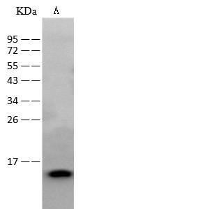 Calgizzarin / S100A11 Antibody - Anti-S100A11 rabbit polyclonal antibody at 1:500 dilution. Lane A: Mouse Liver tissue lysate. Lysates/proteins at 30 ug per lane. Secondary: Goat Anti-Rabbit IgG (H+L)/HRP at 1/10000 dilution. Developed using the ECL technique. Performed under reducing conditions. Predicted band size: 11 kDa. Observed band size: 11 kDa.