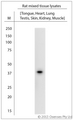 CALHM1 Antibody - Rabbit antibody to CAHM1 (250-300). WB on rat tissue lysate. Blocking: 1% LFDM for 30 min at RT; primary antibody: dilution 1:1000 incubated at 4C overnight.