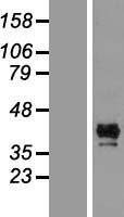 CALHM1 Protein - Western validation with an anti-DDK antibody * L: Control HEK293 lysate R: Over-expression lysate