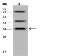 CALHM2 Antibody - Anti-CALHM2 rabbit polyclonal antibody at 1:500 dilution. Lane A: U-251 MG Whole Cell Lysate. Lysates/proteins at 30 ug per lane. Secondary: Goat Anti-Rabbit IgG (H+L)/HRP at 1/10000 dilution. Developed using the ECL technique. Performed under reducing conditions. Predicted band size: 36 kDa. Observed band size: 36 kDa.