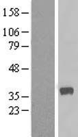 CALHM2 Protein - Western validation with an anti-DDK antibody * L: Control HEK293 lysate R: Over-expression lysate