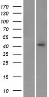CALHM3 Protein - Western validation with an anti-DDK antibody * L: Control HEK293 lysate R: Over-expression lysate