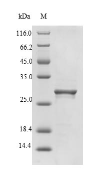 SLYA Protein - (Tris-Glycine gel) Discontinuous SDS-PAGE (reduced) with 5% enrichment gel and 15% separation gel.