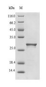 SLYA Protein - (Tris-Glycine gel) Discontinuous SDS-PAGE (reduced) with 5% enrichment gel and 15% separation gel.