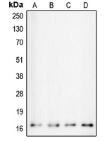 CALM1 / Calmodulin Antibody - Western blot analysis of Calmodulin expression in HeLa (A); MCF7 (B); Ramos (C); NIH3T3 (D) whole cell lysates.