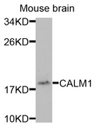 CALM1 / Calmodulin Antibody - Western blot analysis of extracts of mouse brain cells.