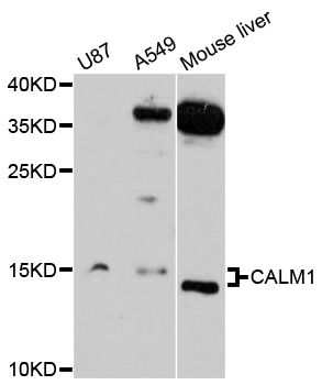 CALM1 / Calmodulin Antibody - Western blot analysis of extracts of various cell lines, using CALM1 antibody at 1:3000 dilution. The secondary antibody used was an HRP Goat Anti-Rabbit IgG (H+L) at 1:10000 dilution. Lysates were loaded 25ug per lane and 3% nonfat dry milk in TBST was used for blocking. An ECL Kit was used for detection and the exposure time was 90s.