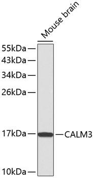 CALM1 / Calmodulin Antibody - Western blot analysis of extracts of mouse brain using CALM3 Polyclonal Antibody.