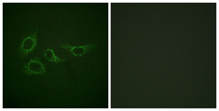 CALM1 / Calmodulin Antibody - Peptide - + Immunofluorescence analysis of HepG2 cells, using Calmodulin (Ab-79/81) antibody.