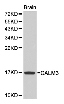CALM3 / Calmodulin 3 Antibody - Western blot analysis of extracts of mouse brain, using CALM3 antibody. The secondary antibody used was an HRP Goat Anti-Rabbit IgG (H+L) at 1:10000 dilution. Lysates were loaded 25ug per lane and 3% nonfat dry milk in TBST was used for blocking.