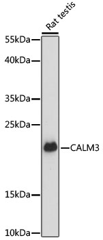 CALM3 / Calmodulin 3 Antibody - Western blot analysis of extracts of rat testis, using CALM3 antibody at 1:3000 dilution. The secondary antibody used was an HRP Goat Anti-Rabbit IgG (H+L) at 1:10000 dilution. Lysates were loaded 25ug per lane and 3% nonfat dry milk in TBST was used for blocking. An ECL Kit was used for detection and the exposure time was 60s.
