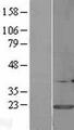 CALM3 / Calmodulin 3 Protein - Western validation with an anti-DDK antibody * L: Control HEK293 lysate R: Over-expression lysate