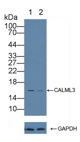 CALML3 Antibody - Knockout Varification: Lane 1: Wild-type A431 cell lysate; Lane 2: CALML3 knockout A431 cell lysate; Predicted MW: 16kd Observed MW: 16kd Primary Ab: 1µg/ml Rabbit Anti-Human CALML3 Antibody Second Ab: 0.2µg/mL HRP-Linked Caprine Anti-Rabbit IgG Polyclonal Antibody