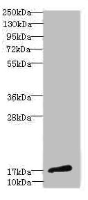 CALML3 Antibody - Western blot All Lanes: CALML3 antibody IgG at 1.44ug/ml+ A431 whole cell lysate Secondary Goat polyclonal to rabbit IgG at 1/10000 dilution Predicted band size: 17 kDa Observed band size: 17 kDa
