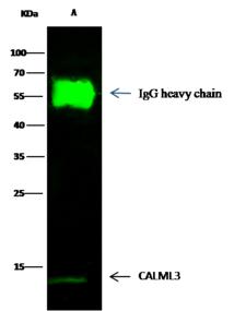 CALML3 Antibody - CALML3 was immunoprecipitated using: Lane A: 0.5 mg A431 Whole Cell Lysate. 2 uL anti-CALML3 rabbit polyclonal antibody and 15 ul of 50% Protein G agarose. Primary antibody: Anti-CALML3 rabbit polyclonal antibody, at 1:1000 dilution. Secondary antibody: Dylight 800-labeled antibody to rabbit IgG (H+L), at 1:5000 dilution. Developed using the odssey technique. Performed under reducing conditions. Predicted band size: 17 kDa. Observed band size: 17 kDa.