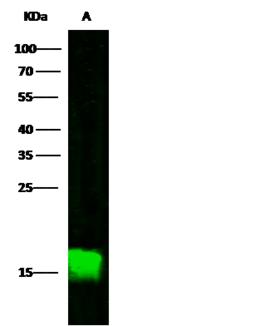 CALML3 Antibody - Anti-CALML3 rabbit polyclonal antibody at 1:500 dilution. Lane A: A431 Whole Cell Lysate. Lysates/proteins at 30 ug per lane. Secondary: Goat Anti-Rabbit IgG H&L (Dylight800) at 1/10000 dilution. Developed using the Odyssey technique. Performed under reducing conditions. Predicted band size: 17 kDa. Observed band size: 15 kDa.