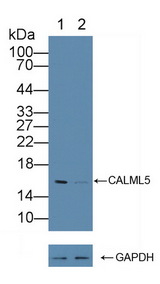 CALML5 Antibody - Knockout Varification: Lane 1: Wild-type A431 cell lysate; Lane 2: CALML5 knockout A431 cell lysate; Predicted MW: 16kd Observed MW: 16kd Primary Ab: 1µg/ml Rabbit Anti-Human CALML5 Antibody Second Ab: 0.2µg/mL HRP-Linked Caprine Anti-Rabbit IgG Polyclonal Antibody