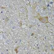 CALML5 Antibody - Immunohistochemistry of paraffin-embedded mouse brain tissue.