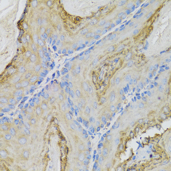 CALML5 Antibody - Immunohistochemistry of paraffin-embedded mouse stomach tissue.